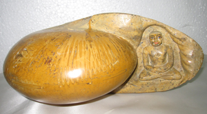 Ammonite